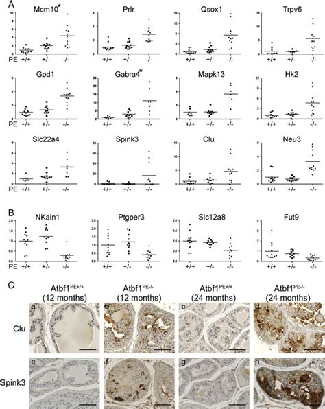 Validation Of Dysregulated Genes By Homozygous Deletion Of Atbf In