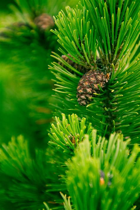 Pine Cones On A Branch Free Stock Photo - Public Domain Pictures