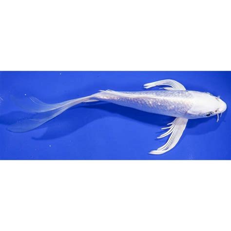 Imported Gin Rin Platinum Ogon Butterfly Koi Koi Fish For Sale