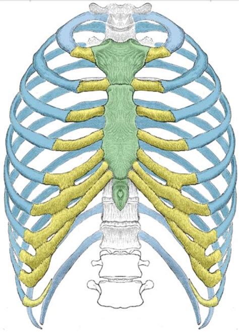 Lab Practical #1 - Rib Cage and Sternum Diagram | Quizlet