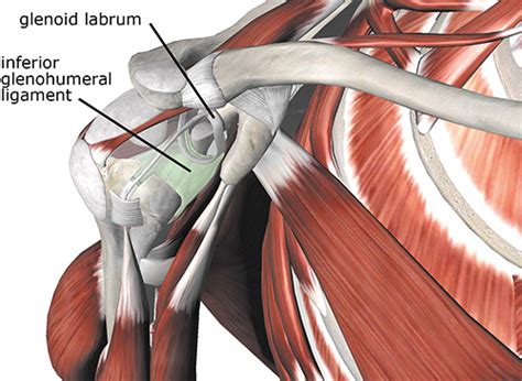 Inferior Glenohumeral Ligament