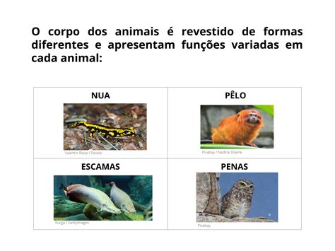 Plano De Aula O Ano Como Coberto O Corpo Dos Animais