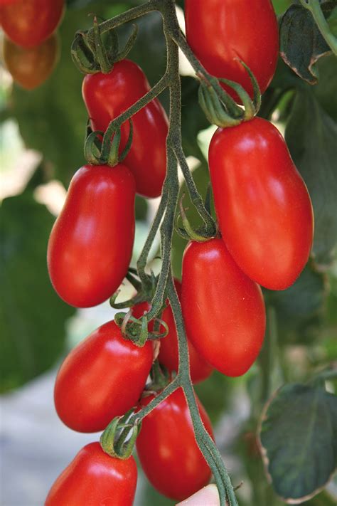 Tomate Trilly F1 ᐅ beliebte Mini San Marzano Tomate