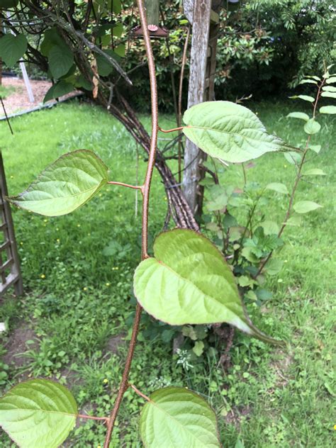 Seattle (Zone 7), Outdoor. This is in the yard of the house I just