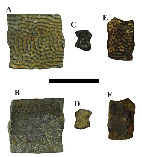 Eocene Trionychid Turtles From Alabama A B Uam Pv200000010046