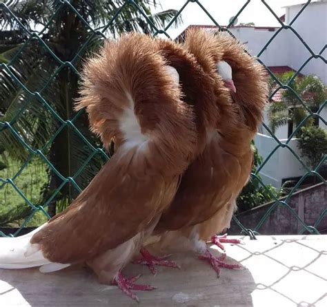 Black Jacobin Pigeon