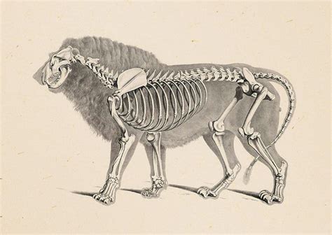 Skeleton Of A Lion Lion Anatomy Anatomy Art Animal Skeletons