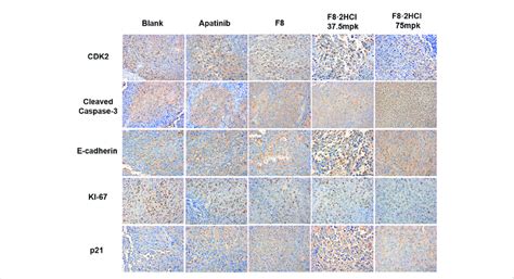 Compound F Hcl Regulated Apoptosis Related Proteins And Cell