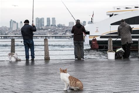 Premium Photo Men Fishing By The Sea In Istanbul And The Cat Waiting