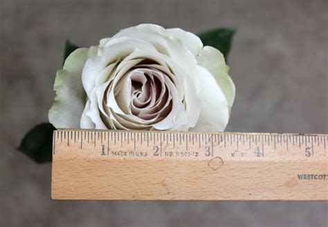 Early Grey | Stevens and Son Wholesale Florist