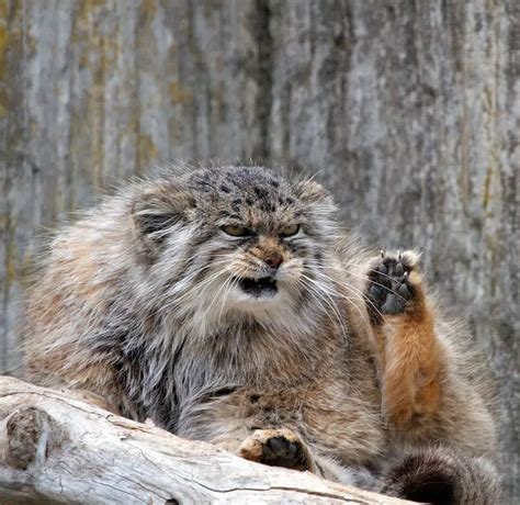 These Wild Manul Cats Are The Most Expressive Felines You'll Ever See