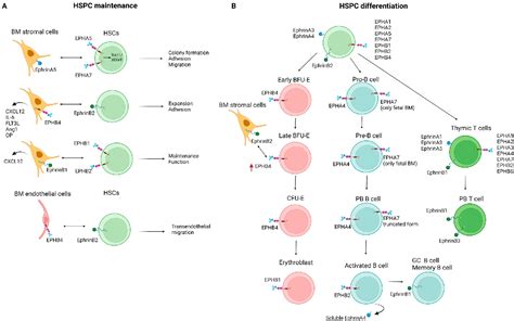 Figure From Eph Ephrin Signaling In Normal Hematopoiesis And