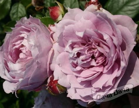 Роза флорибунда Новалис (Rose floribunda Novalis) - описание сорта ...