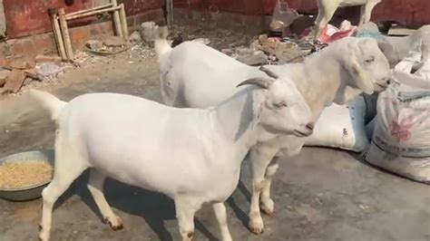 Barbari Goat Farm Quality Barbari Goats Of Abdullah Bhai In Lucknow