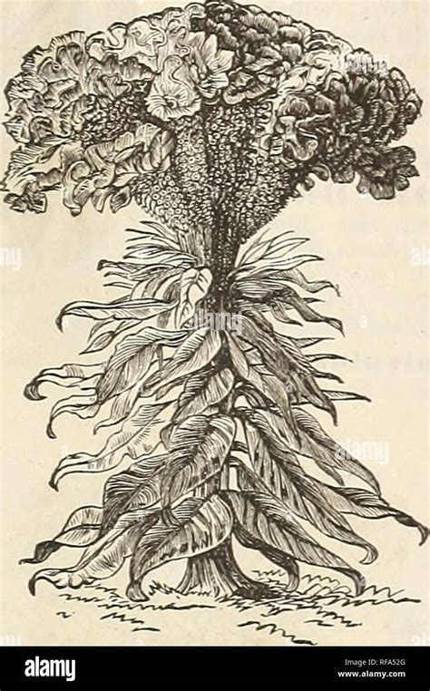 Catálogo De La Cox Co De Semillas Y Plantas De La Industria De