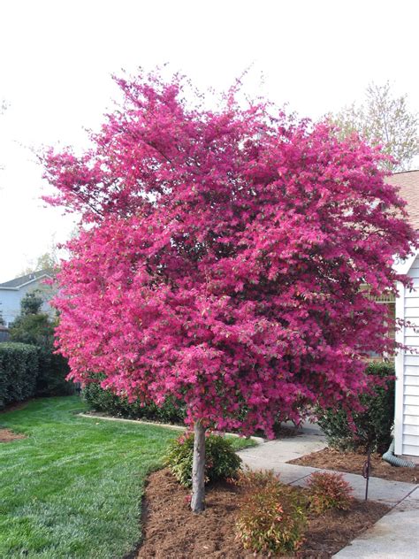 Loropetalum Tree for Small Yard Landscaping