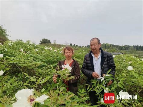 花式浪漫 爱老伴儿所爱，六旬老人为老伴种下20万株凤丹花老伴儿老人丹花