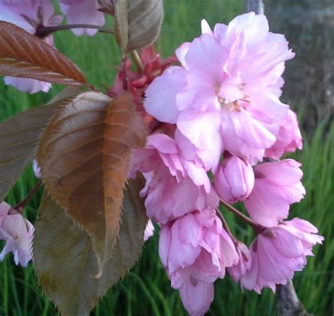 Okrasn Rostliny Sakura Ervenolist Prunus Serrulata Royal