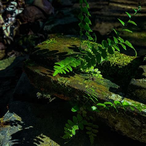 Un tronco cubierto de musgo con una planta que crece fuera de él Foto