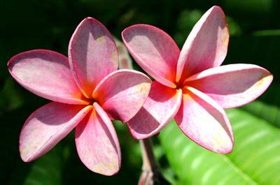 Top Flowers In The Philippines Best Flower Site