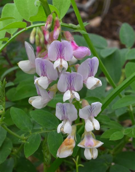 Pacific Pea From Fiske Peak Blue Ridge Trail Yolo County Ca Usa On