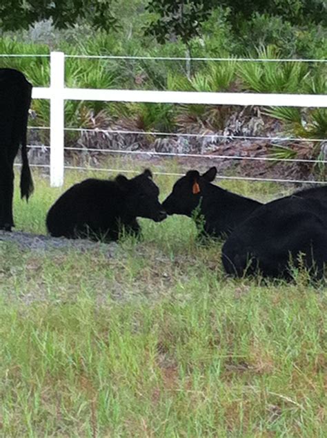 Registered Black Angus of LEE County ------ our Breeding Bull