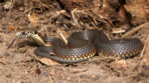 How To Get Rid Of Copperhead Snakes And Keep Them Away