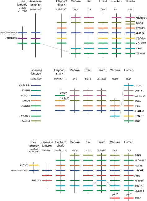 Patterns Of Conserved Synteny In Genomic Regions That Harbor