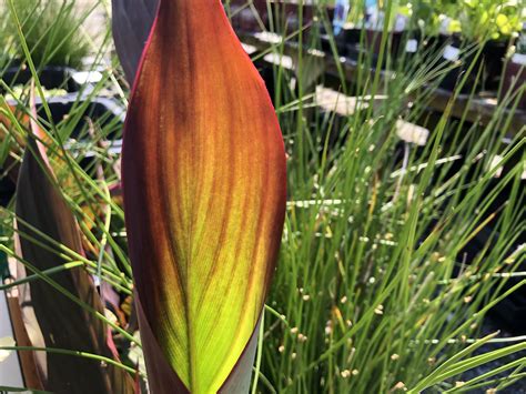 Canna Lilies - Bold, Gaudy Perennials For The Flamboyant Gardener