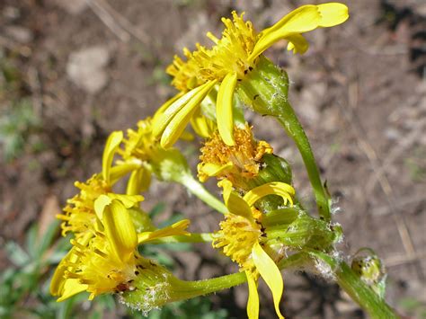 Hairy Phyllaries Photos Of Senecio Integerrimus Asteraceae