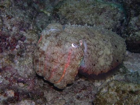 Hide-and-Seek: Ocean Animals with Top-Notch Camouflage - Ocean Conservancy