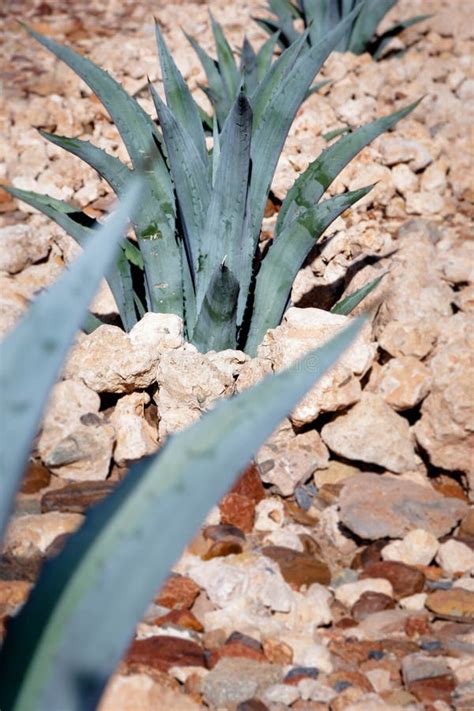 Desert Succulents Of The Kalahari Stock Image Image Of Desert Succulent 112411023