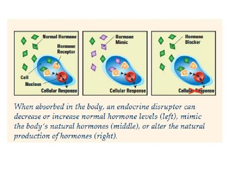 The Role Of Endocrine Disruptors On Metabolic Dysfunction