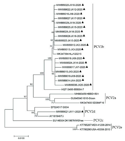 Phylogenetic Tree Based On The Complete Genome Of All Sequences 19