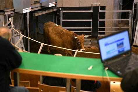 Le Marché au Cadran de Mauriac prêt pour recevoir sa 10e Foire de gras