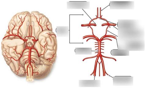 Cerebral Circulation Diagram Quizlet