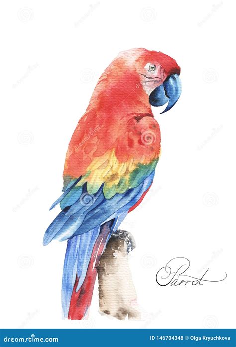 Flying Tropical Parrot Ara Watercolor Hand Drawn Illustration Stock