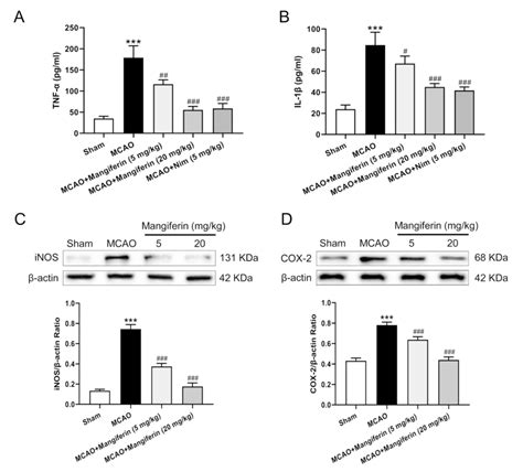 Effect Of Manerin On Pro Inflammatory Cytokine Release In Mcao