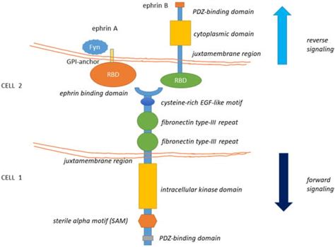 Epha Signaling In Tumors Encyclopedia Mdpi