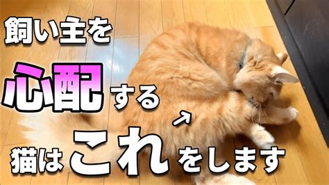 猫が飼い主を心配している時にする行動【猫の気持ち・心理・仕草・サイン】心配すると猫はこんな行動をします。 Youtube