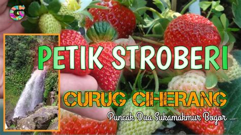 Petik Sendiri Buah Stroberi Di Curug Ciherang Puncak 2 Bogor Kebun