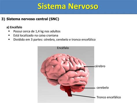 PPT Aula Programada Biologia Tema Sistema Nervoso PowerPoint