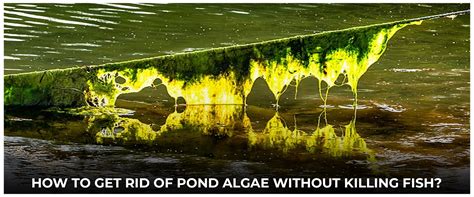 How Do You Get Rid Of Pond Algae Midwest Pond Features Landscape