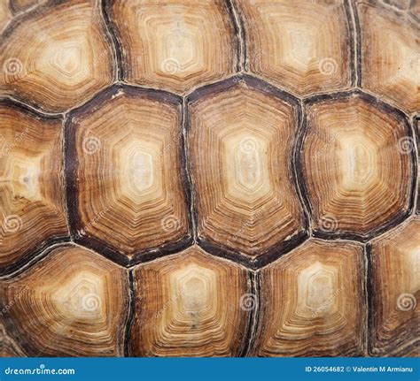 Tortoise shell stock photo. Image of animal, background - 26054682