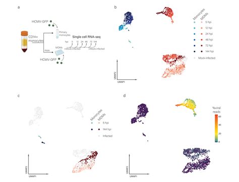 Single Cell Transcriptome Analysis In High Temporal Resolution Of HCMV