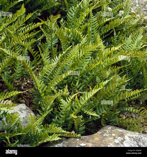 Polypodium vulgare - Common Polypody FER058196 Stock Photo - Alamy