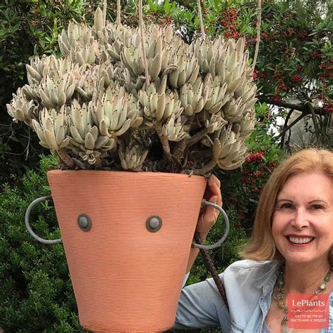 Каланхоэ войлочное (Kalanchoe tomentosa) — описание, выращивание, фото ...