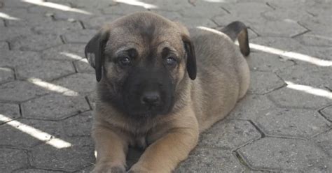 Kangal Hündin im Weinberg ausgesetzt So geht es Mira und ihren Welpen