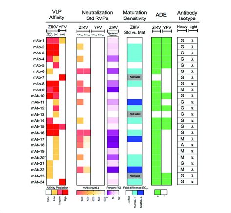 | Functional characterization of a panel of monoclonal antibodies ... 