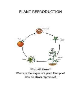 Plant Reproduction